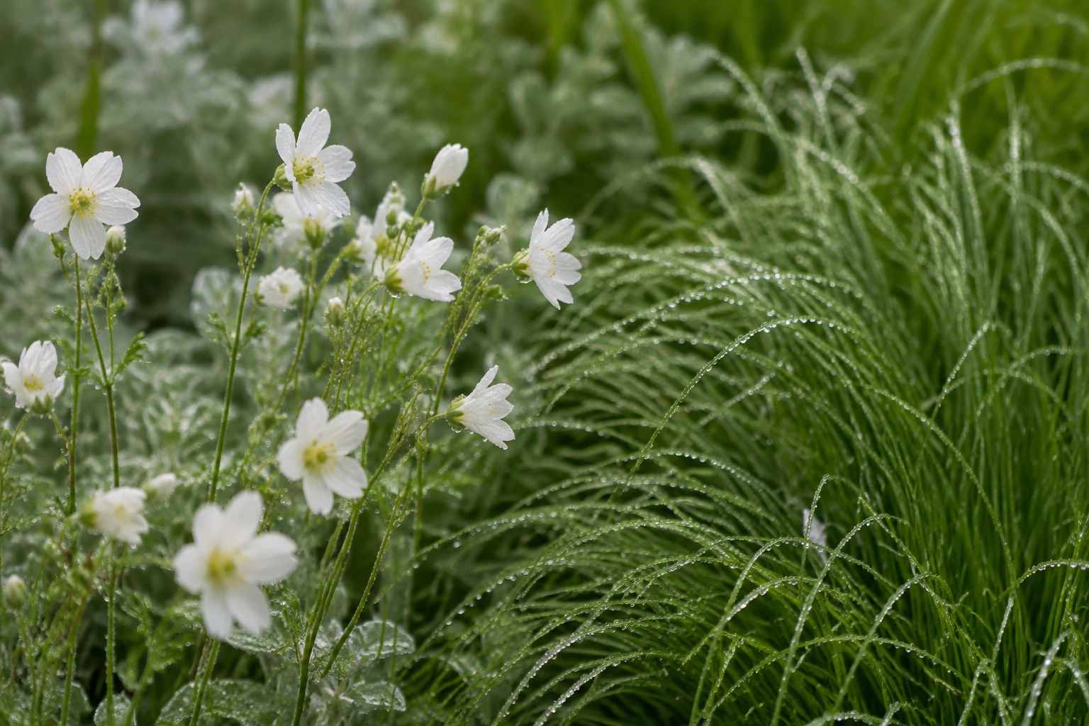 AI-generated concept: White flowers among ornamental grasses